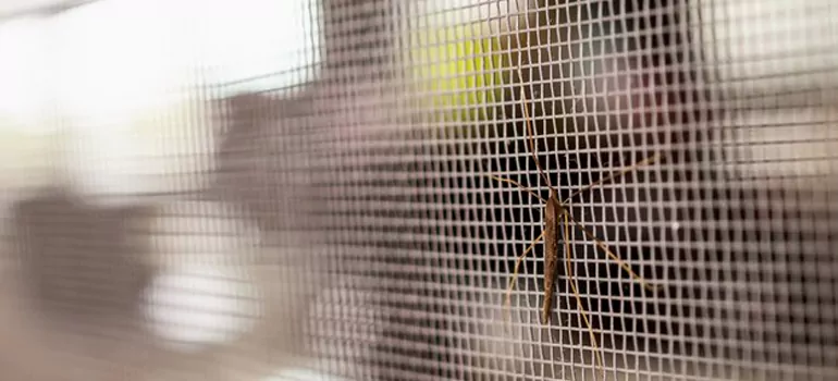 Repair Mosquito Mesh For Windows in Levis, Quebec